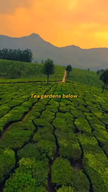 Munnar: Where Peace Finds a Home!🍃

If peace had a destination, it would look exactly like the rolling tea gardens of Munnar. Experience the cool breeze, the silence of the hills, and the golden glow of a Kerala sunset!🏔️✨

Why choose this getaway?
🍵 Endless lush tea plantations
☁️ Misty mountain peaks
🌬️ Refreshing, cool climate

Plan Your Escape Today! ✈️
Ready to explore the best of Kerala? Let’s make it happen.

📞 Call/WhatsApp: +91 97447 47072
🌐 Visit: www.chalokerala.com
📍 Location: Kochi, Kerala
.
.
.
.
.
.
.
#munnar #keralam #travel #godsoncountry #keralatourism