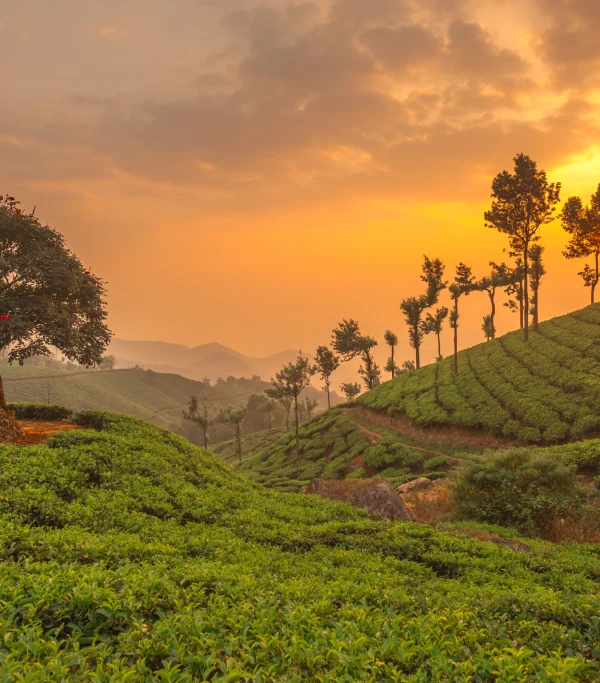 3N 4D Munnar Alleppey