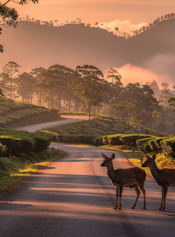 munnar-kerala-at-evening-winding-mountain-road-thr