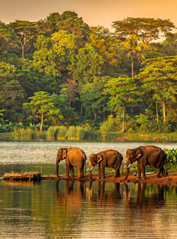thekkady-kerala-at-evening-dense-green-forest-surr