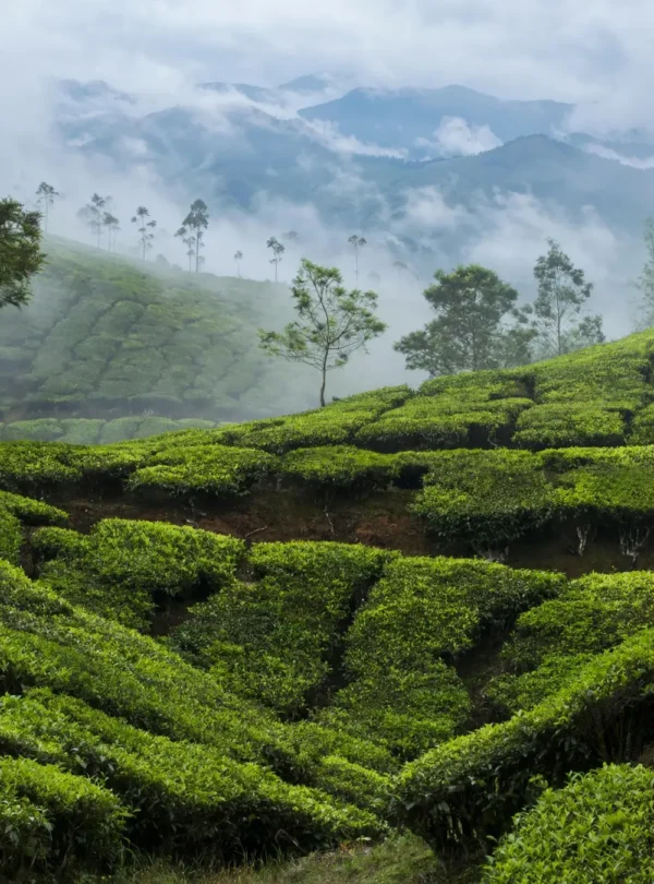 Hill Station